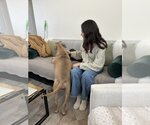 Small #4 Akita-American Pit Bull Terrier Mix