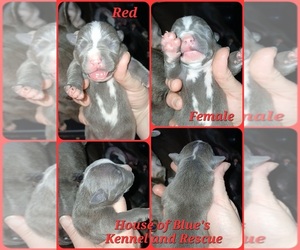 American Pit Bull Terrier Puppy for sale in DELAWARE, OH, USA