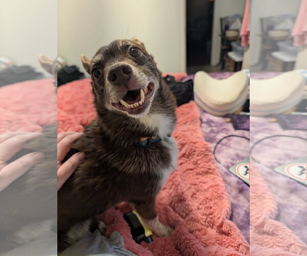 Medium Photo #5 Australian Shepherd-Chihuahua Mix Puppy For Sale in Sandy, UT, USA