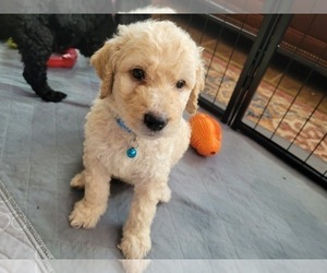 Double Doodle Puppy for sale in GRANITE FALLS, NC, USA
