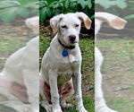 Small #1 Labrador Retriever Mix