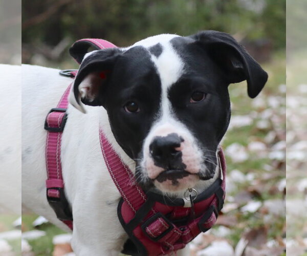 Medium Photo #15 Lab-Pointer Puppy For Sale in Princeton, MN, USA