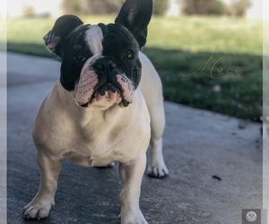 Mother of the French Bulldog puppies born on 07/13/2019