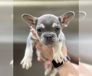 French Bulldog Puppy for sale in ANCHORAGE, AK, USA