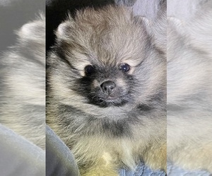 Pomeranian Puppy for sale in LISLE, IL, USA