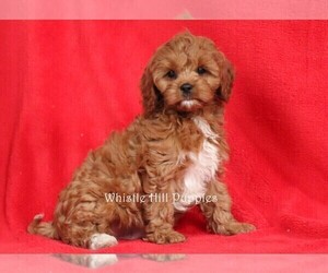 Cavapoo Puppy for sale in DENVER, PA, USA