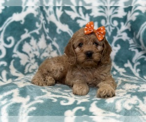 Cock-A-Poo Puppy for sale in LAKELAND, FL, USA