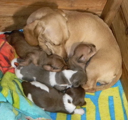 Mother of the Dachshund puppies born on 05/22/2017