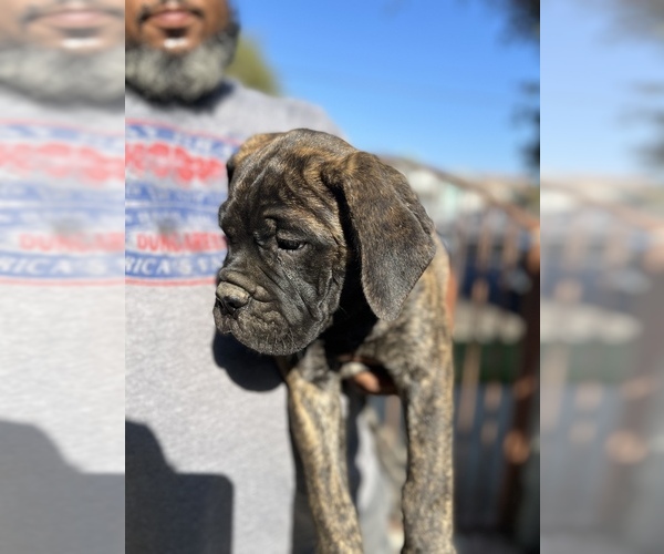 Medium Photo #38 Bullmastiff Puppy For Sale in LOS ANGELES, CA, USA