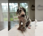Small Photo #14 Great Dane Puppy For Sale in MIMS, FL, USA