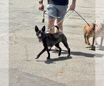 Small #3 Mutt