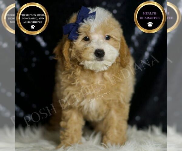 Medium Photo #1 Poodle (Miniature) Puppy For Sale in WARSAW, IN, USA