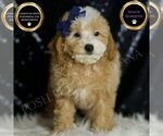Small Poodle (Miniature)