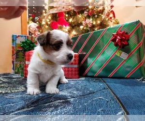 Jack Russell Terrier Puppy for sale in CHAPEL HILL, NC, USA