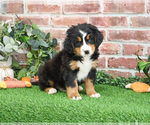 Small #3 Bernese Mountain Dog