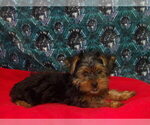 Small #1 Yorkshire Terrier