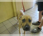 Small Black Mouth Cur