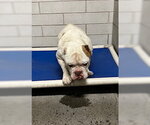 Small Bulldog Mix
