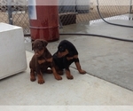 Small Photo #4 Doberman Pinscher Puppy For Sale in Littlerock, CA, USA