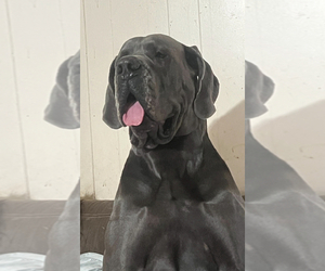 Father of the Great Dane puppies born on 10/02/2023
