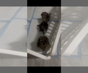 Cockapoo (Toy) Puppy for sale in MEMPHIS, TN, USA