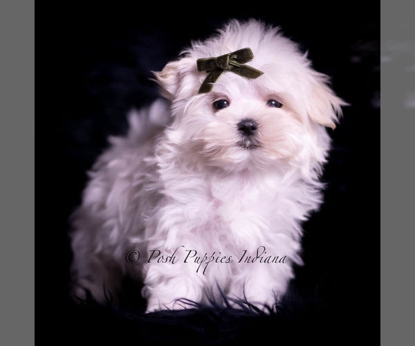 Medium Photo #4 Maltese Puppy For Sale in WARSAW, IN, USA