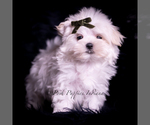 Small #3 Maltese