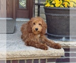 Small #5 Goldendoodle