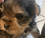 Small Photo #21 Yorkshire Terrier Puppy For Sale in W WARWICK, RI, USA