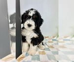 Small #1 Miniature Bernedoodle