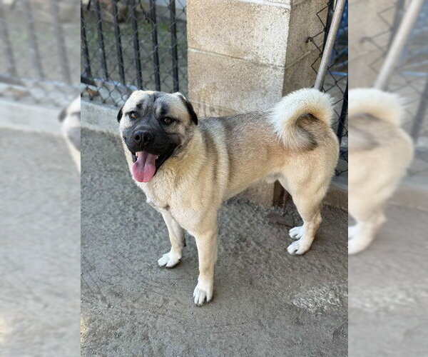 Medium Photo #1 Anatolian Shepherd-Unknown Mix Puppy For Sale in Riverside, CA, USA