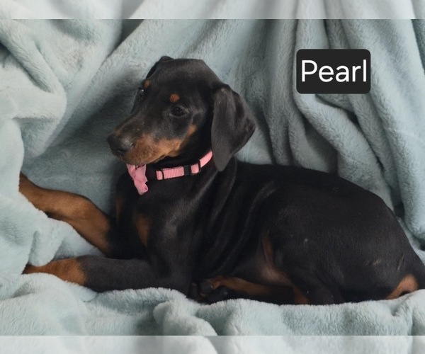 Medium Photo #2 Doberman Pinscher Puppy For Sale in POMEROY, OH, USA