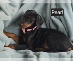 Small #1 Doberman Pinscher
