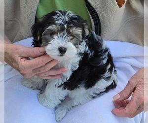 Morkie Puppy for sale in CORNERSVILLE, TN, USA