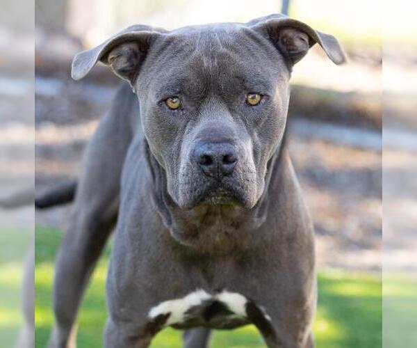 Medium Photo #2 Mutt Puppy For Sale in Camarillo, CA, USA