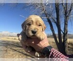 Small #13 Golden Retriever