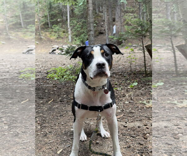 Medium Photo #1 Mutt Puppy For Sale in Fort Collins, CO, USA