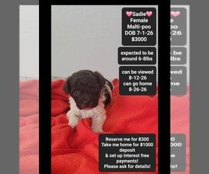 Maltipoo (Toy) Puppy for sale in TUCSON, AZ, USA