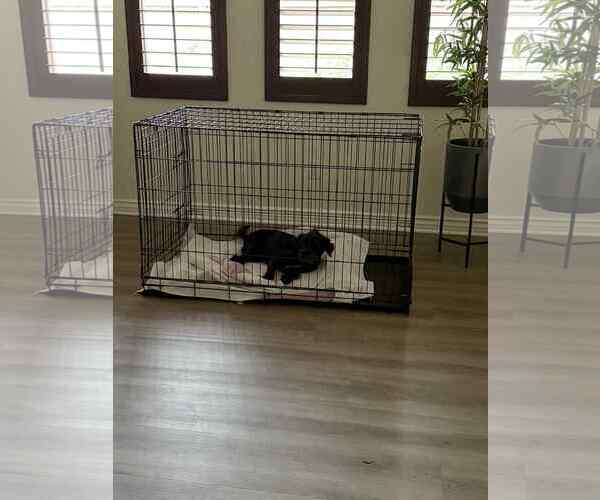 Medium Photo #6 Bossi-Poo Puppy For Sale in Escondido, CA, USA