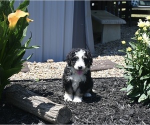 Bernedoodle (Miniature) Puppy for sale in MILLERSBURG, OH, USA