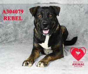 German Shepherd Dog-Unknown Mix Dogs for adoption in Stockton, CA, USA