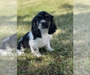 Cocker Spaniel Puppy for sale in CANOGA, NY, USA