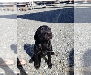 Labrador Retriever Puppy for sale in ANACORTES, WA, USA