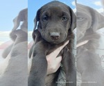 Small #2 Labrador Retriever