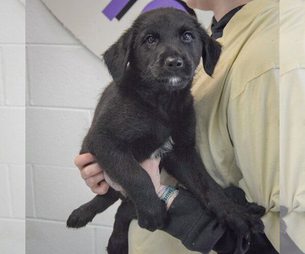 Medium Photo #4 Golden Retriever-Unknown Mix Puppy For Sale in Huntley, IL, USA