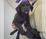 Small #3 Golden Retriever Mix