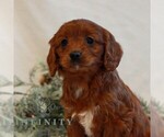 Small #2 Cavapoo (Miniature)