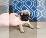 Small #2 Pug
