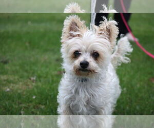 Maltese-Unknown Mix Dogs for adoption in Princeton, MN, USA
