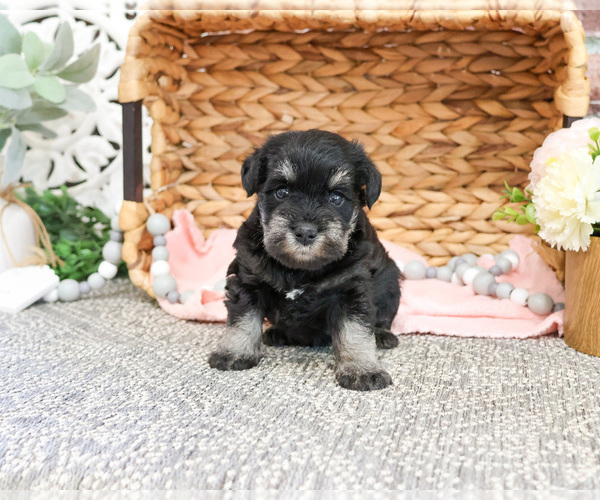 Medium Photo #3 Schnauzer (Miniature) Puppy For Sale in SYRACUSE, IN, USA